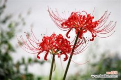 喜欢彼岸花的女生性格，孤独高傲渴望爱情