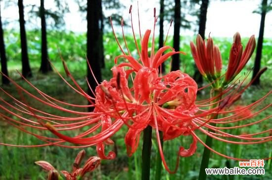 彼岸花的真正故事，花与叶生生世世永不相见