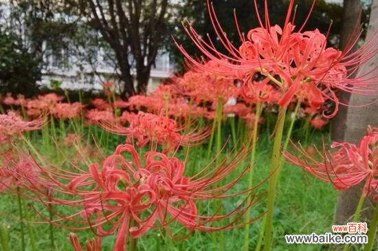 彼岸花的真正故事，花与叶生生世世永不相见