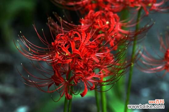 彼岸花的真正故事，花与叶生生世世永不相见