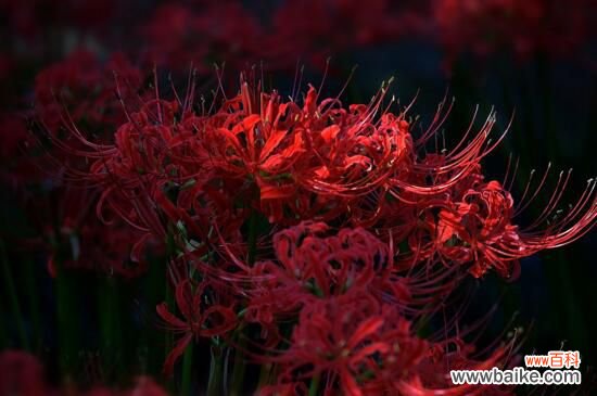 彼岸花的真正故事，花与叶生生世世永不相见