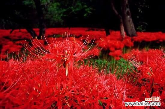 彼岸花的真正故事，花与叶生生世世永不相见