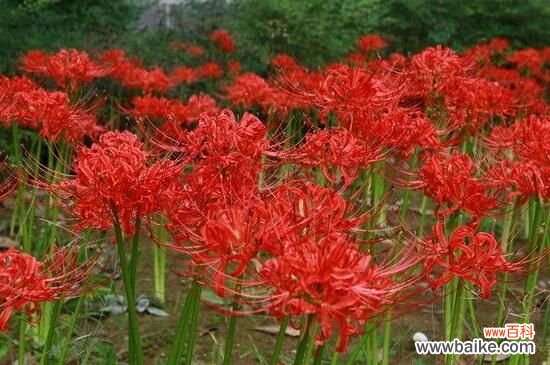 彼岸花的真正故事，花与叶生生世世永不相见