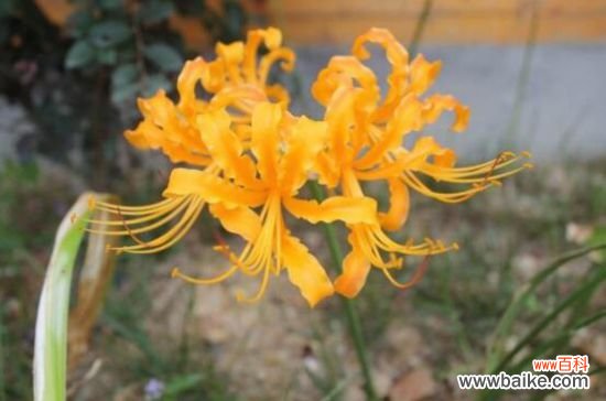 彼岸花花语是什么？不同国家寓意不同/中国是优美纯洁