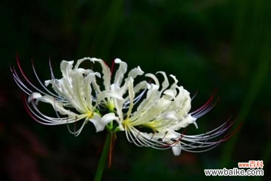 彼岸花花语是什么？不同国家寓意不同/中国是优美纯洁