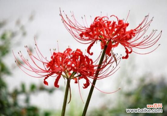 彼岸花花语是什么？不同国家寓意不同/中国是优美纯洁