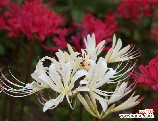 彼岸花花语是什么？不同国家寓意不同/中国是优美纯洁