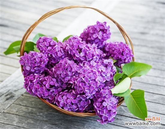 哈尔滨市花是什么？哈尔滨市花是丁香花