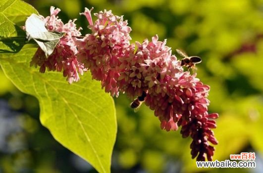 丁香价格：幼苗,盆栽,花茶价格各不同