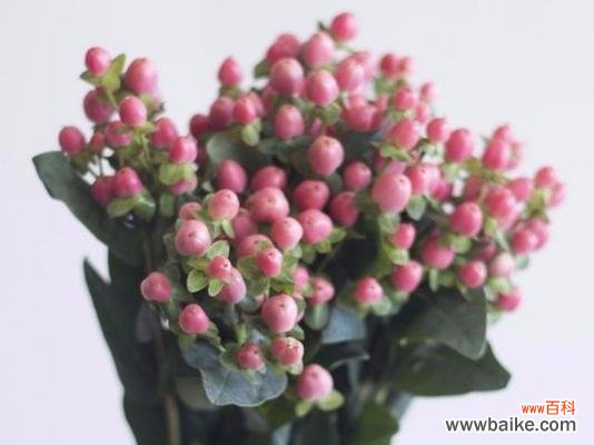 火龙珠的花语是什么？如何正确解读火龙珠的象征意义？