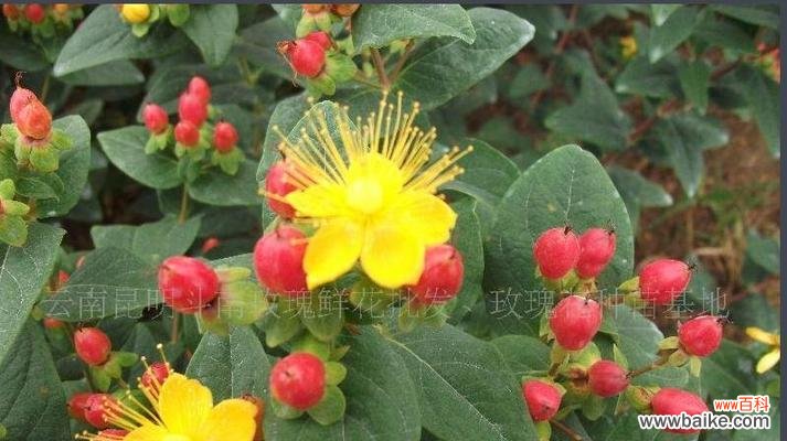 火龙珠的花语是什么？如何正确解读火龙珠的象征意义？