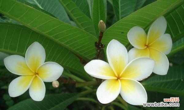 鸡蛋花代表什么？它的花语和寓意有哪些？