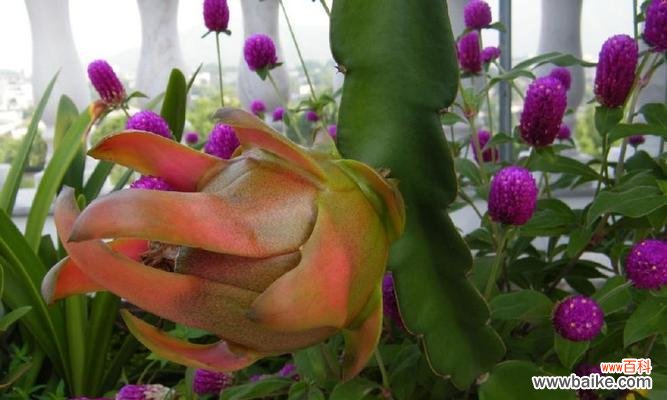 火龙果花的寓意和象征是什么？如何正确解读火龙果花的象征意义？