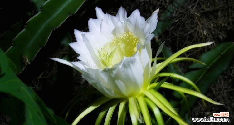 火龙果的象征意义是什么?它代表了哪些祝福和寓意?