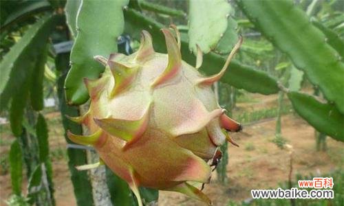 火龙果的象征意义是什么?它代表了哪些祝福和寓意?