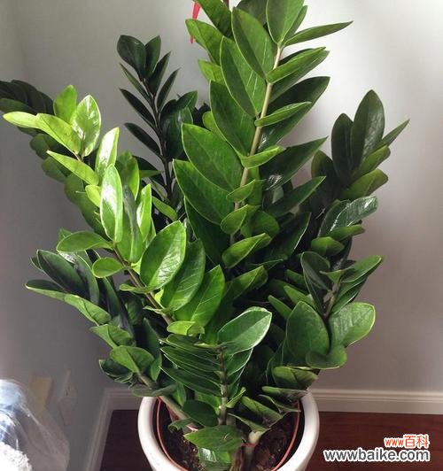 洋桔梗种植风水寓意是什么?种在家里有哪些好处?