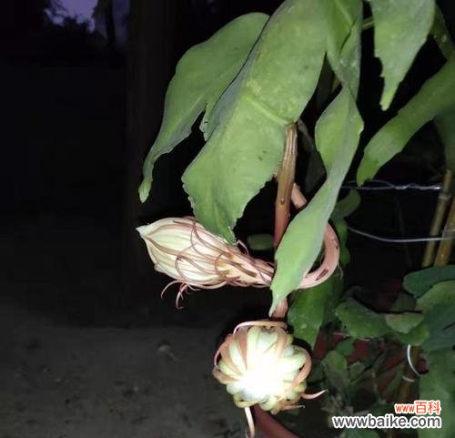 昙花开花预兆什么?家里养昙花吉利吗?
