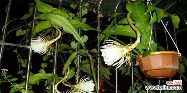 昙花开花预兆什么?家里养昙花吉利吗?