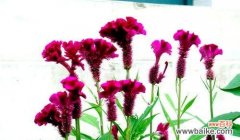 鸡冠花在风水中代表什么？它有哪些作用和意义？