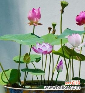 家里养荷花吉利吗？种荷花的风水寓意和忌讳是什么？