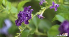 假连翘的花语是什么？它的寓意有哪些含义？