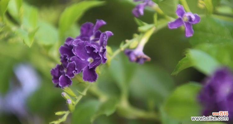 假连翘的花语是什么?它的寓意有哪些含义?