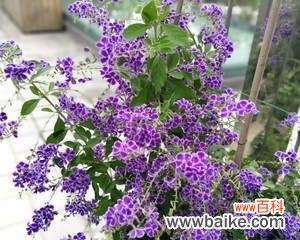 假连翘的花语是什么?它的寓意有哪些含义?