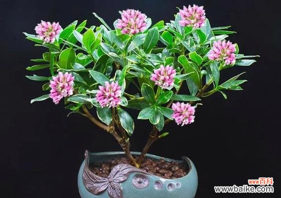 假连翘花象征着什么?它的寓意有哪些常见问题?