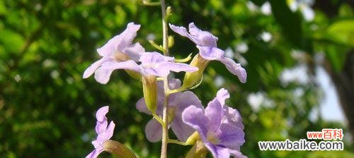 假连翘花象征着什么?它的寓意有哪些常见问题?