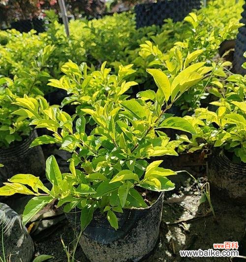 假连翘花象征着什么?它的寓意有哪些常见问题?