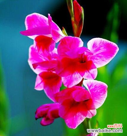 剑兰的花语和寓意象征着什么意思？如何正确解读剑兰花的含义？