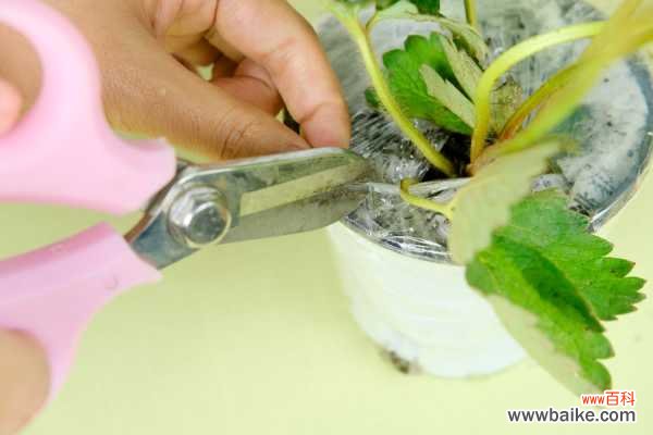 草莓叶子发黄怎么补救