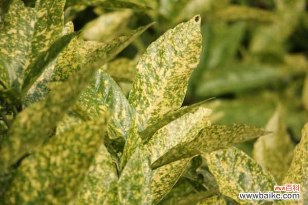 洒金榕掉叶子了怎么办