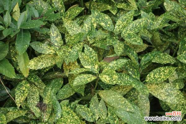 洒金榕掉叶子了怎么办