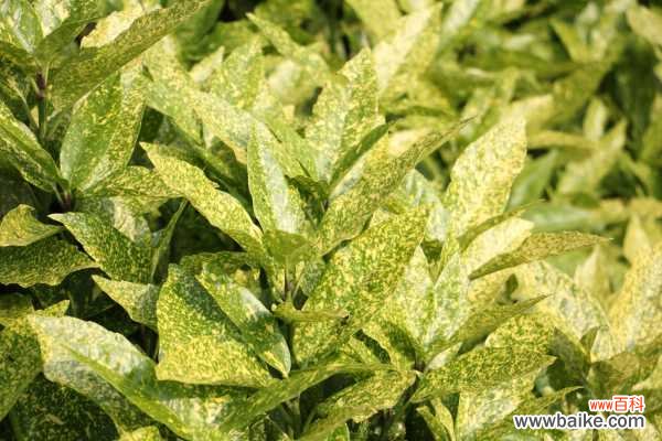 洒金榕掉叶子了怎么办