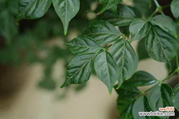 幸福树叶子发黄、落叶，教你一个小动作，立马绿油油!