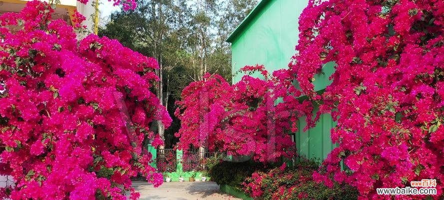 江门市花勒杜鹃的花语是什么？寓意有何特别之处？