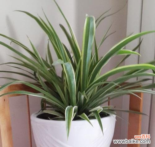 金边吊兰象征什么风水意义?如何摆放提升家居风水?