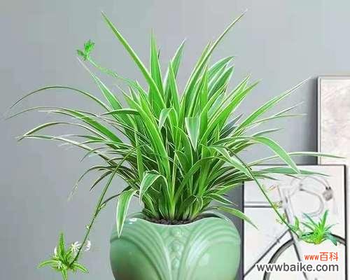 金边吊兰象征什么风水意义?如何摆放提升家居风水?