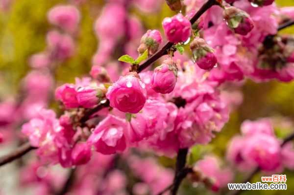 榆叶梅叶子焦边怎么办