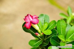 沙漠玫瑰叶子卷曲怎么办