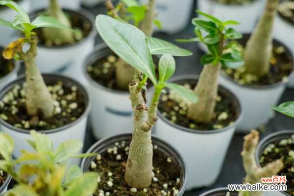 沙漠玫瑰叶子卷曲怎么办