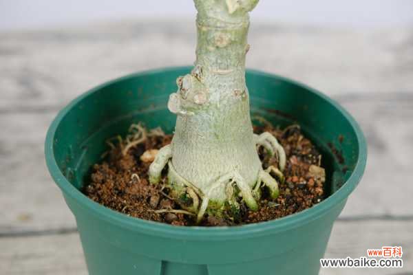 沙漠玫瑰掉叶子怎么办