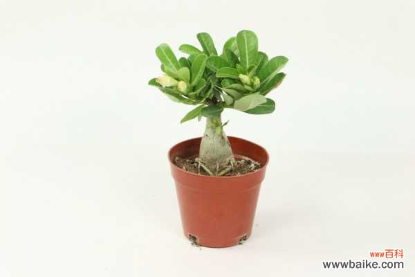 沙漠玫瑰掉叶子怎么办