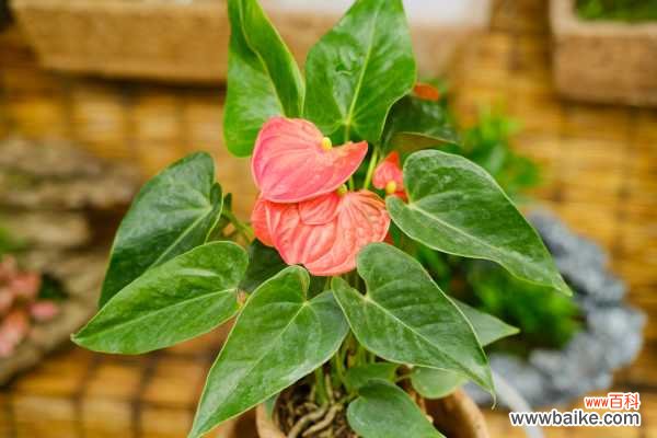 红掌叶片发黄长斑,教你一招马上绿油油