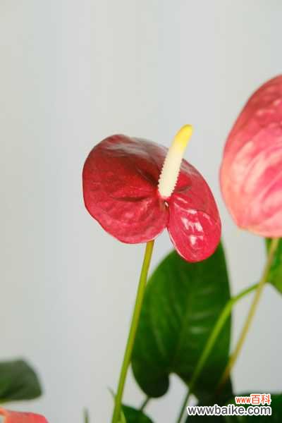 红掌叶片发黄长斑,教你一招马上绿油油