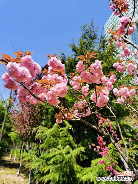 樱花掉叶子要怎么办