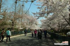 樱花掉叶子要怎么办