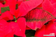 一品红叶面发黑怎么办