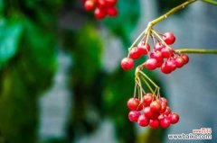 富贵籽 朱砂根叶子干焦下垂什么原因